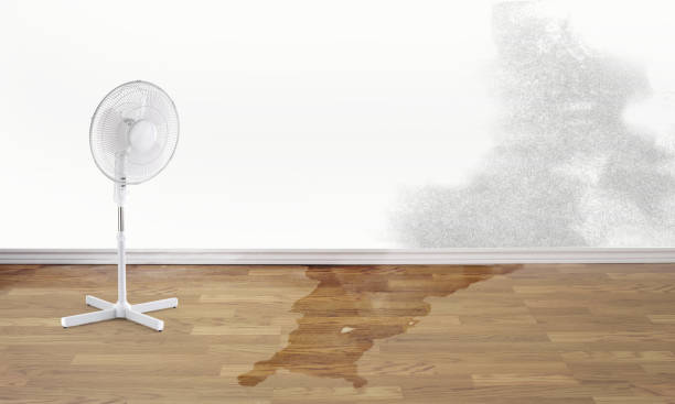 Best Water damage repair service  in Dano, CO